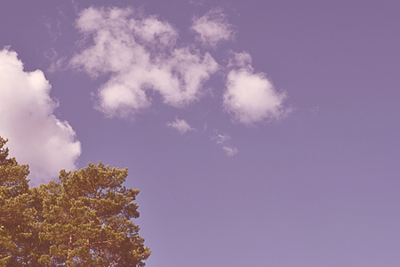 Tops of tree pine in sky with cloudsの写真素材