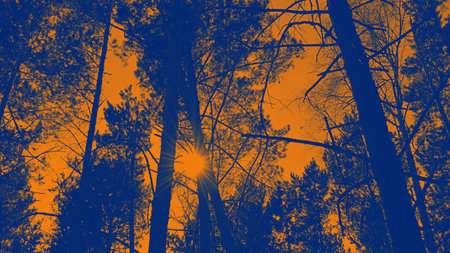 Tops of tree pine in sky with clouds, toned