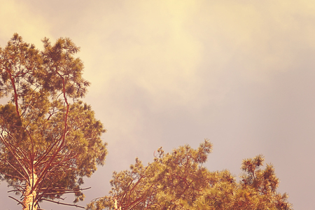 Tops of tree pine in sky with cloudsの写真素材