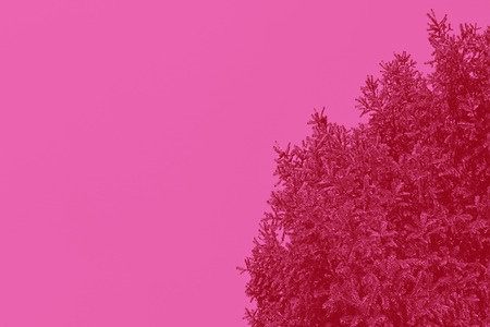 Tops of tree pine in sky with clouds, tonedの写真素材