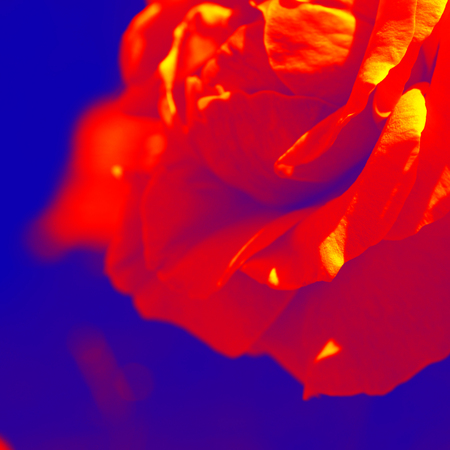 Colorful backdrop. Rose flower bouquet background. Floral composition tonedの写真素材