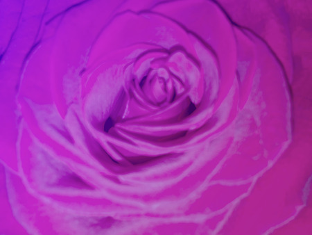 Colorful backdrop. Rose flower bouquet vintage background. Floral compositionの写真素材