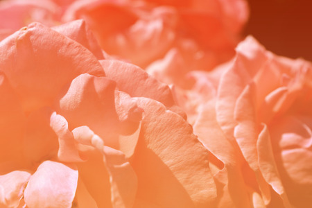 Colorful backdrop. Rose flower bouquet background. Floral composition tonedの写真素材