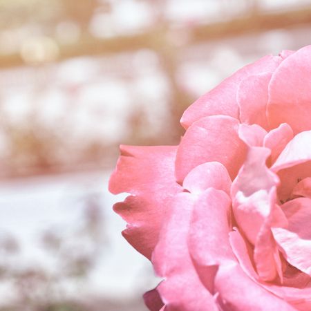 Colorful backdrop. Rose flower bouquet background. Floral composition tonedの写真素材