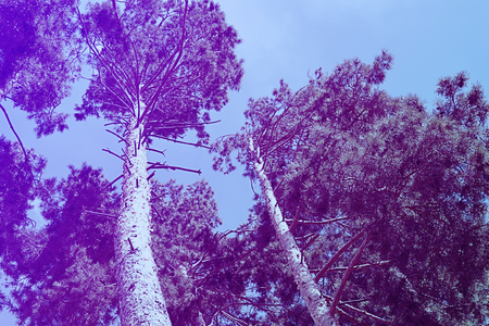 Tops of tree pine in sky with cloudsの写真素材