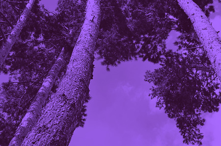 Tops of tree pine in sky with cloudsの写真素材