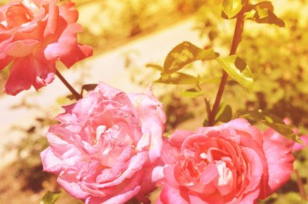 Colorful backdrop. Rose flower bouquet background. Floral composition tonedの写真素材
