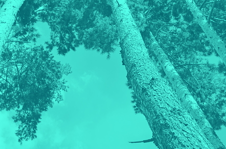 Tops of tree pine in sky with cloudsの写真素材