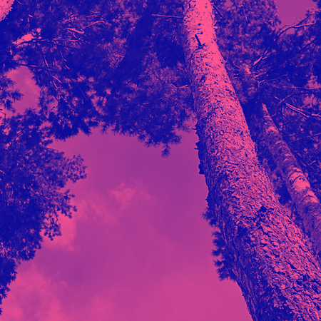 Tops of tree pine in sky with cloudsの写真素材