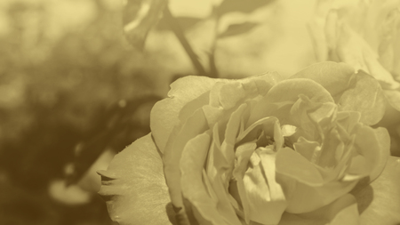 Colorful backdrop. Rose flower bouquet background. Floral composition tonedの写真素材