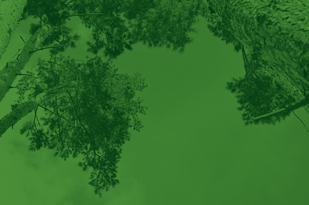 Tops of tree pine in sky with cloudsの写真素材