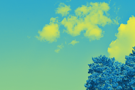 Tops of tree pine in sky with cloudsの写真素材