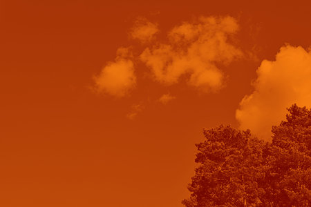 Tops of tree pine in sky with clouds