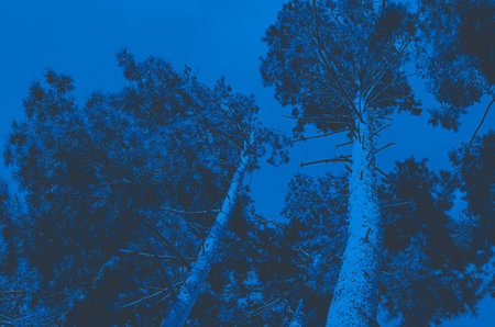 Tops of tree pine in sky with clouds
