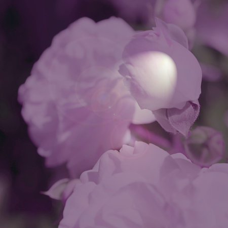 Colorful backdrop. Rose flower bouquet background. Floral composition tonedの写真素材