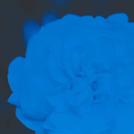 Colorful backdrop. Rose flower bouquet background. Floral composition tonedの写真素材