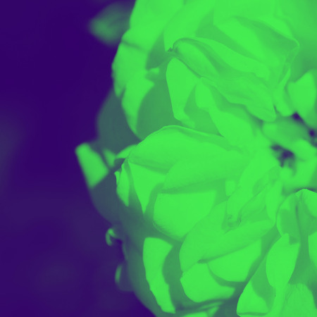 Colorful backdrop. Rose flower bouquet background. Floral composition tonedの写真素材