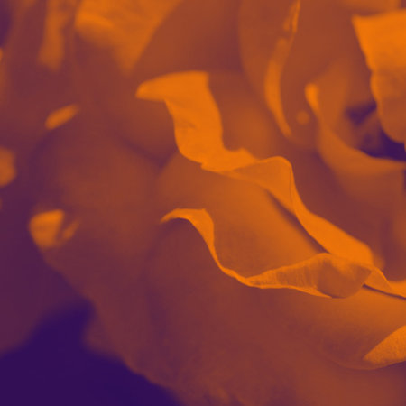 Colorful backdrop. Rose flower bouquet background. Floral composition tonedの写真素材