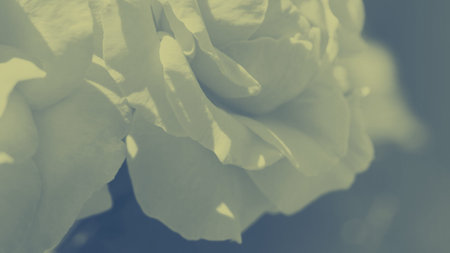 Colorful backdrop. Rose flower bouquet background. Floral composition toned