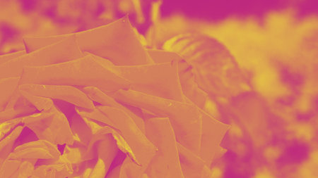 Colorful backdrop. Rose flower bouquet background. Floral composition tonedの写真素材