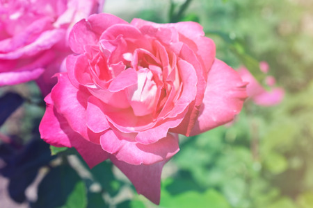 Colorful backdrop. Rose flower bouquet background. Floral composition tonedの写真素材