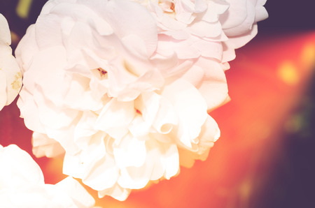 Colorful backdrop. Rose flower bouquet background. Floral composition tonedの写真素材