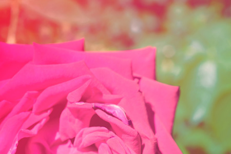 Colorful backdrop. Rose flower bouquet background. Floral composition tonedの写真素材