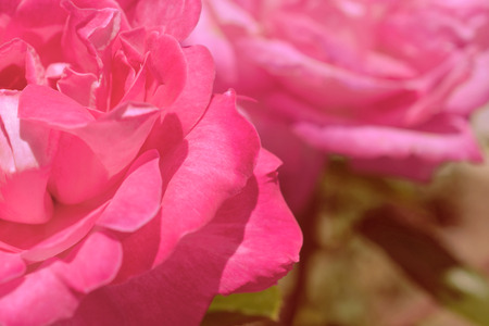 Colorful backdrop. Rose flower bouquet background. Floral composition tonedの写真素材
