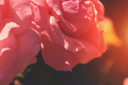 Colorful backdrop. Rose flower bouquet background. Floral composition tonedの写真素材