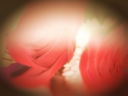 Colorful backdrop. Rose flower bouquet vintage background. Floral compositionの写真素材