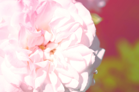 Colorful backdrop. Rose flower bouquet background. Floral composition tonedの写真素材