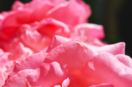 Colorful backdrop. Rose flower bouquet background. Floral composition tonedの写真素材