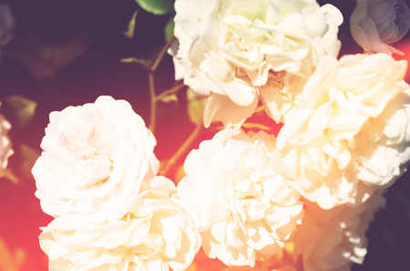 Colorful backdrop. Rose flower bouquet background. Floral composition tonedの写真素材