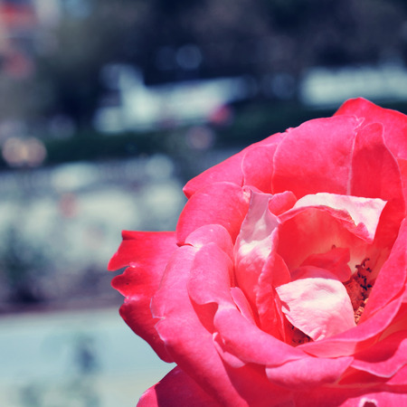 Colorful backdrop. Rose flower bouquet background. Floral composition tonedの写真素材