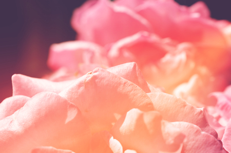 Colorful backdrop. Rose flower bouquet background. Floral composition tonedの写真素材