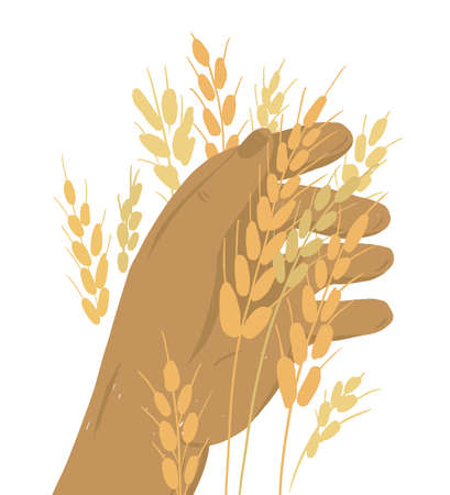 Human hand with ears of wheat. Farmer holding ripe grain. Harvest in farm land. Man checking crop. Autumn season. Agriculture or farming concept. Agricultural activity. Isolated vector illustrationのイラスト素材