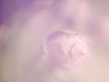 Soft rose backgroundの写真素材
