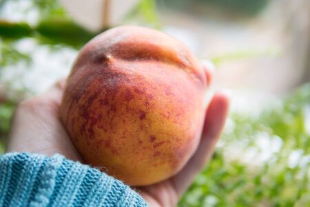 Hand with a ripe peachの写真素材