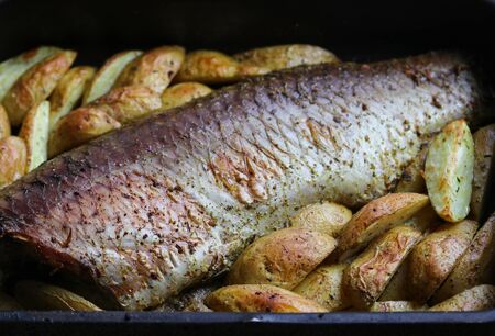 baked carp with sliced potatoes on a baking sheet close upの写真素材