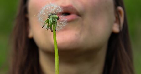 fluffy white dandelion close up against the girl's faceの写真素材