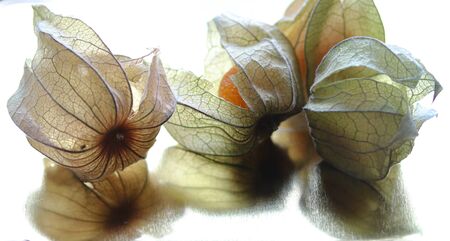 dry physalis macro photoの写真素材