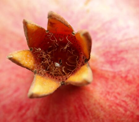 ripe pomegranate with a beautiful pericarp macro photoの写真素材