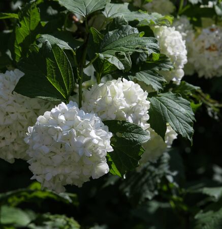 white viburnum flowers close up