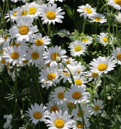 beautiful chamomiles in a flower bed close upの写真素材