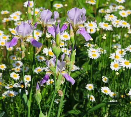 blue irises on the background of beautiful camomiles in a flower bed close upの写真素材
