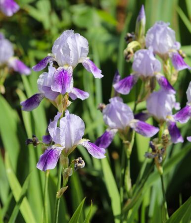 beautiful irises on a flower bed close upの写真素材