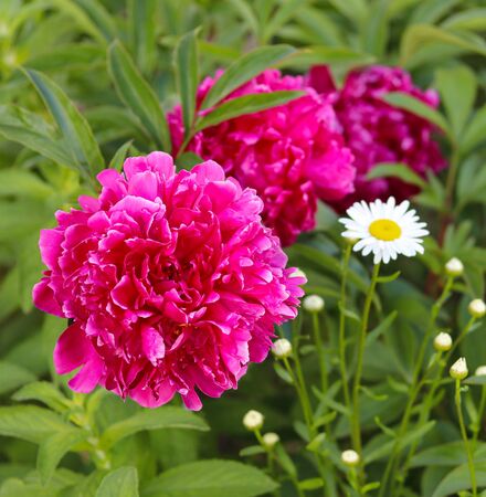 beautiful pink peonies and daisies close upの写真素材