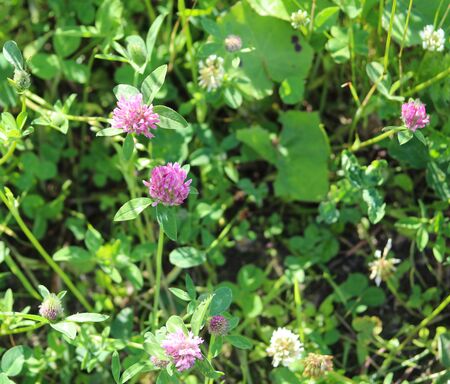 clover in the meadow close upの写真素材
