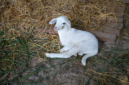 White newborn lamb