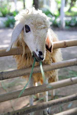 Feeding sheepの写真素材